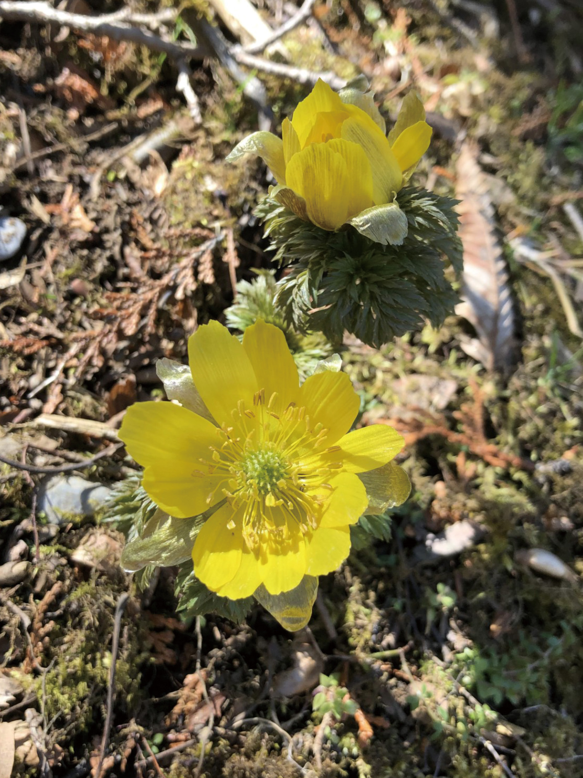 【第5回】低山登山へのいざない